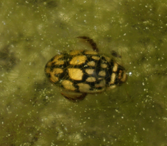 Thermonectus marmoratus