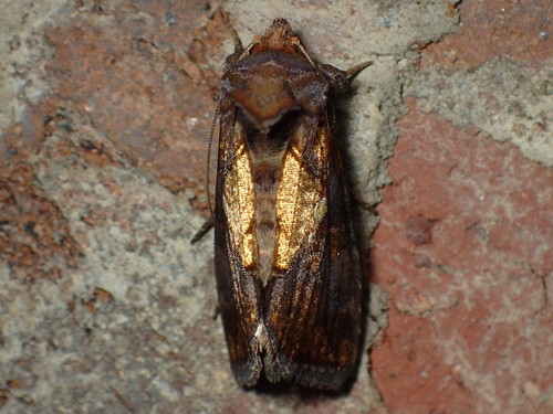 Golden Looper Moth photo 2
