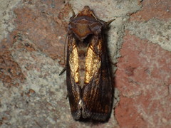Argyrogramma verruca