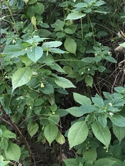 Impatiens parviflora