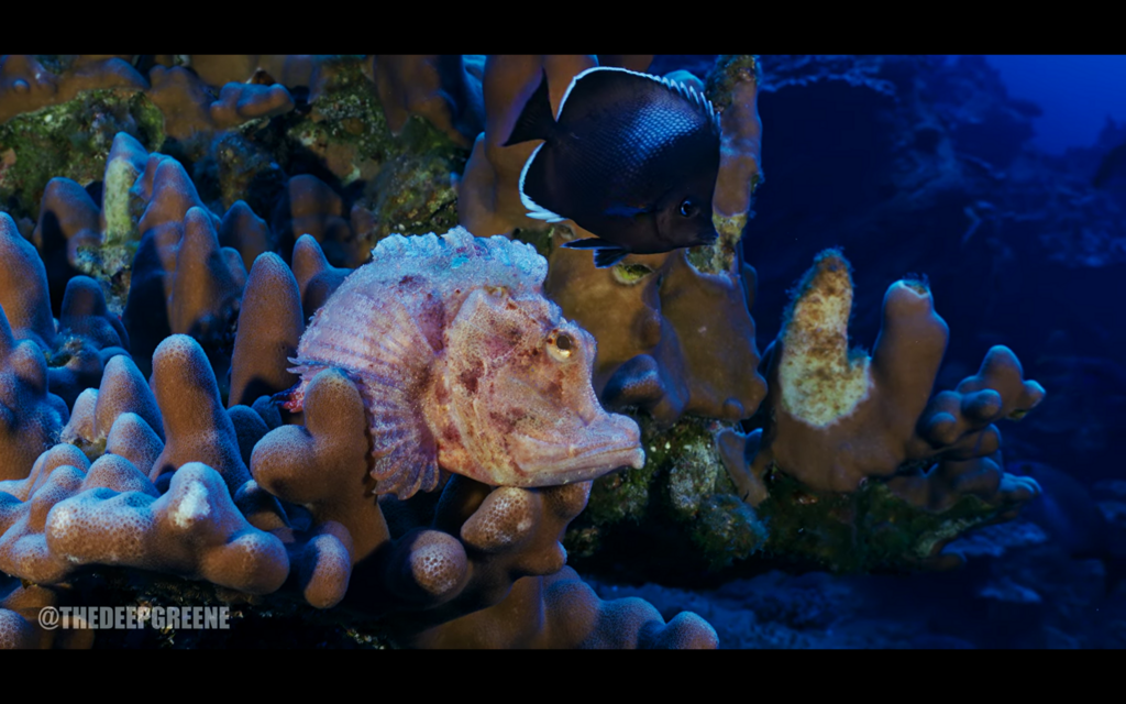 Cea's Scorpionfish