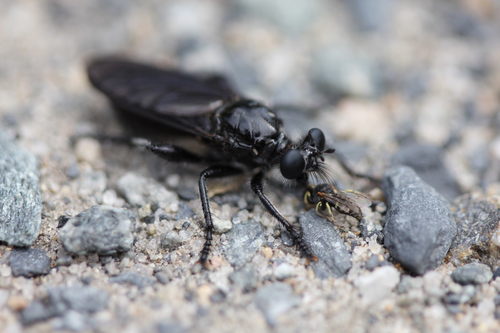 Eastern Black Chiselmouth