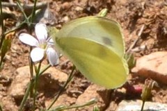 Pieris ergane