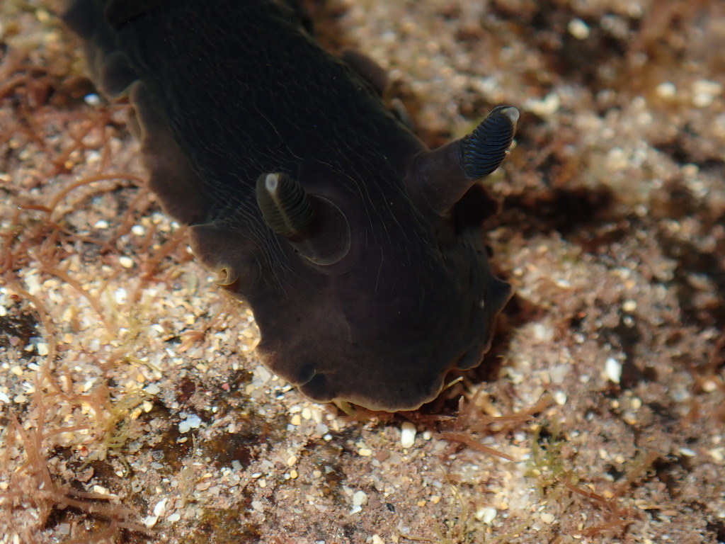 Bushy-gilled Sucking Dorid