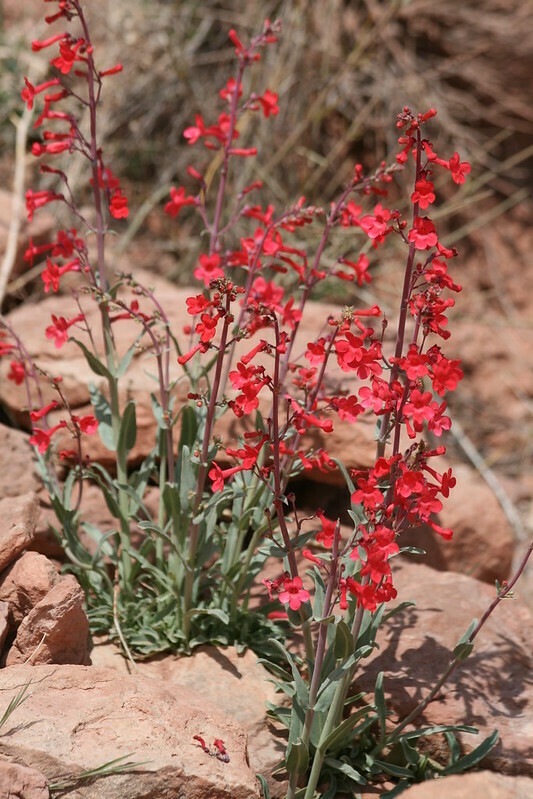 Utah Beardtongue
