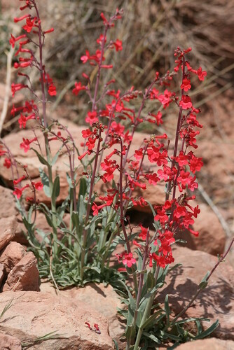 Penstemon utahensis