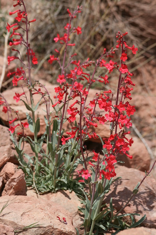 Penstemon utahensis