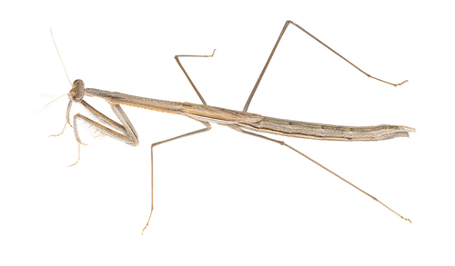 Rhodomantis pulchella