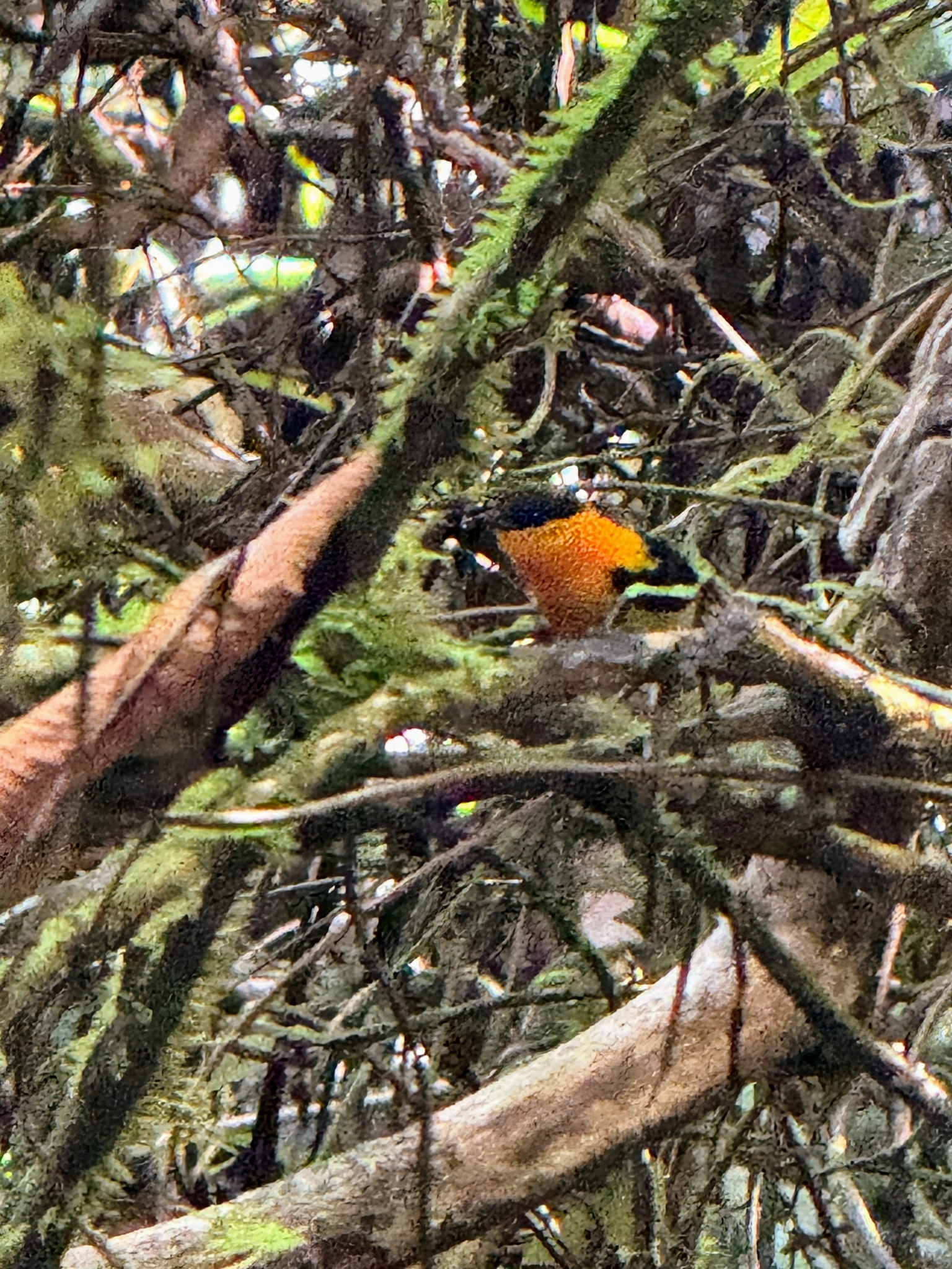Orange-collared Manakin (Manacus aurantiacus), photo 5
