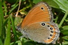Coenonympha leander