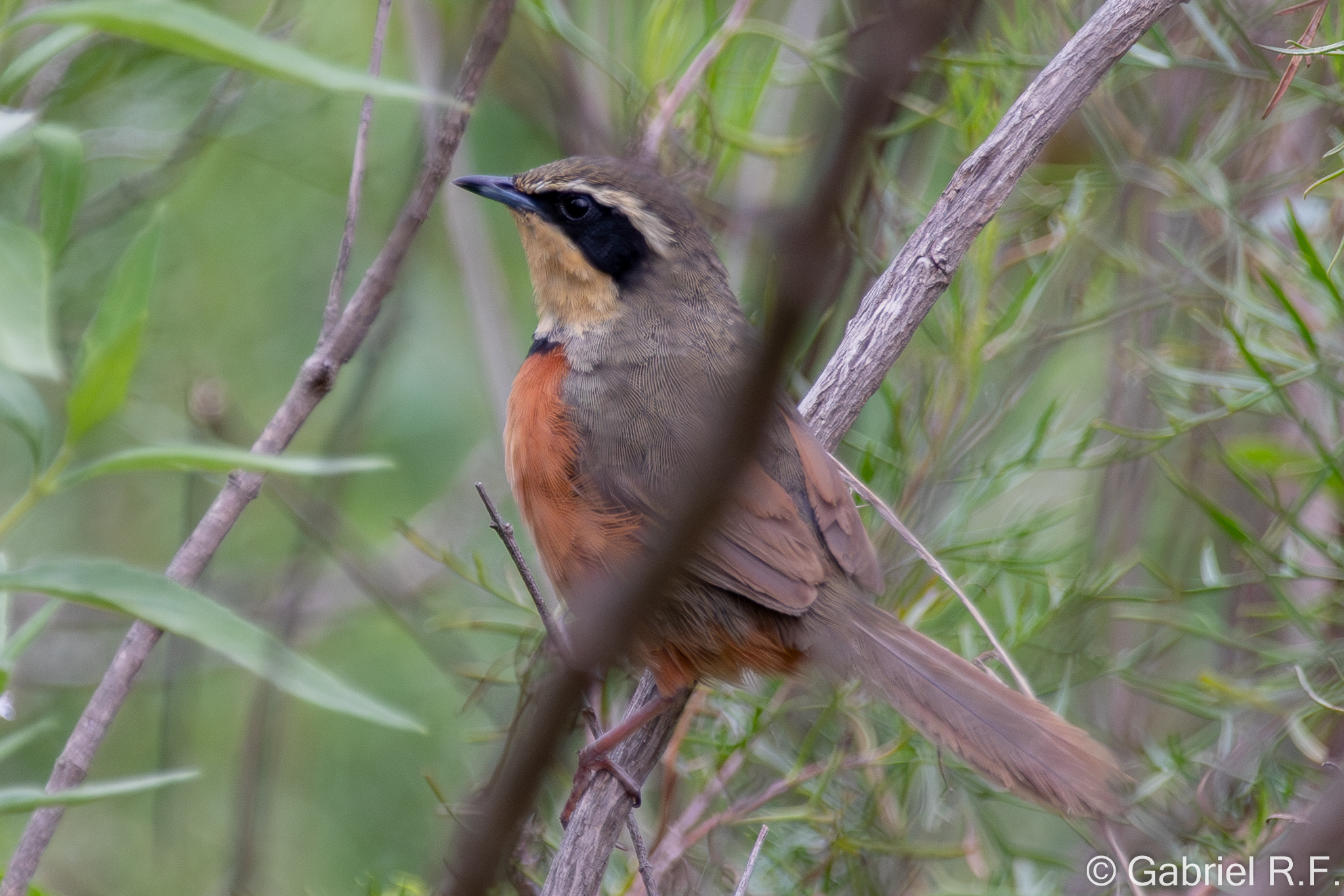 Olive-crowned Crescentchest (Melanopareia maximiliani), photo 2