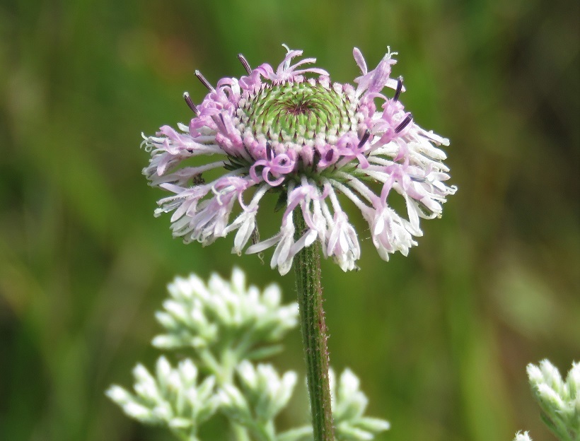 Marshallia graminifolia