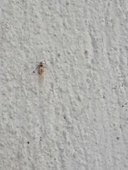 Insecta