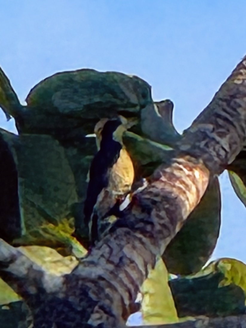 Golden-naped Woodpecker (Melanerpes chrysauchen), photo 5