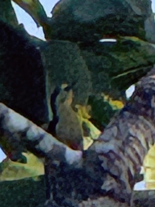 Golden-naped Woodpecker (Melanerpes chrysauchen), photo 6