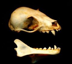 Blanford's Fruit Bat photo 2