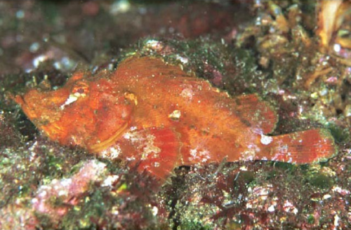 Japanese Scorpionfish