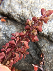 Veronica decora