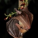 Greater Long-tongued Fruit Bat - Photo (c) Wie146, some rights reserved (CC BY-SA)