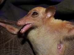 Greater Long-Nosed Fruit Bat photo 2
