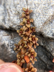 Veronica decora