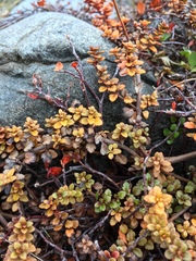 Veronica decora