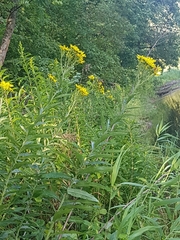 Jacobaea paludosa paludosa