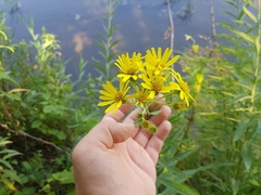 Jacobaea paludosa paludosa