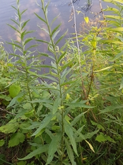 Jacobaea paludosa paludosa