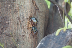 Pseudotorynorrhina japonica