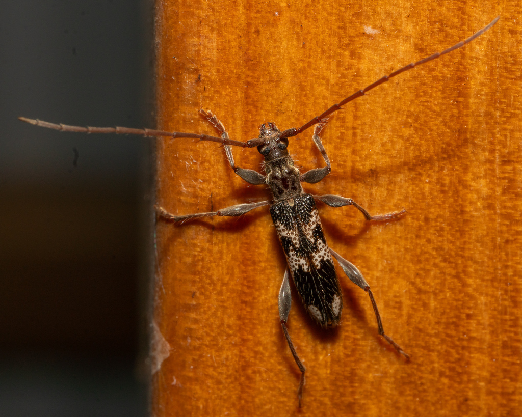 Coptocercus orientalis