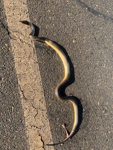 Water Python sighting