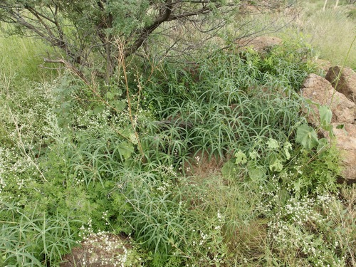 Image of Manihot angustiloba by (c) Sue Carnahan, some rights reserved (CC BY)