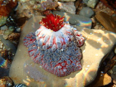 Phlyctenanthus australis