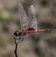 Tramea stenoloba