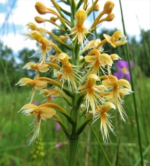 Platanthera chapmanii