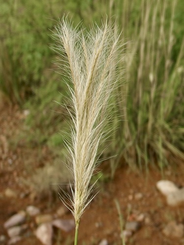 Image of Leptochloa crinita by (c) Sue Carnahan, some rights reserved (CC BY)