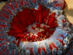 Phlyctenanthus australis