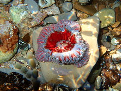Phlyctenanthus australis