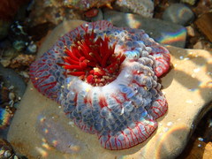 Phlyctenanthus australis