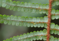 Gleichenia ×punctulata