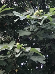 Aesculus hippocastanum