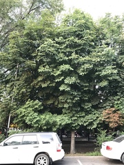 Aesculus hippocastanum