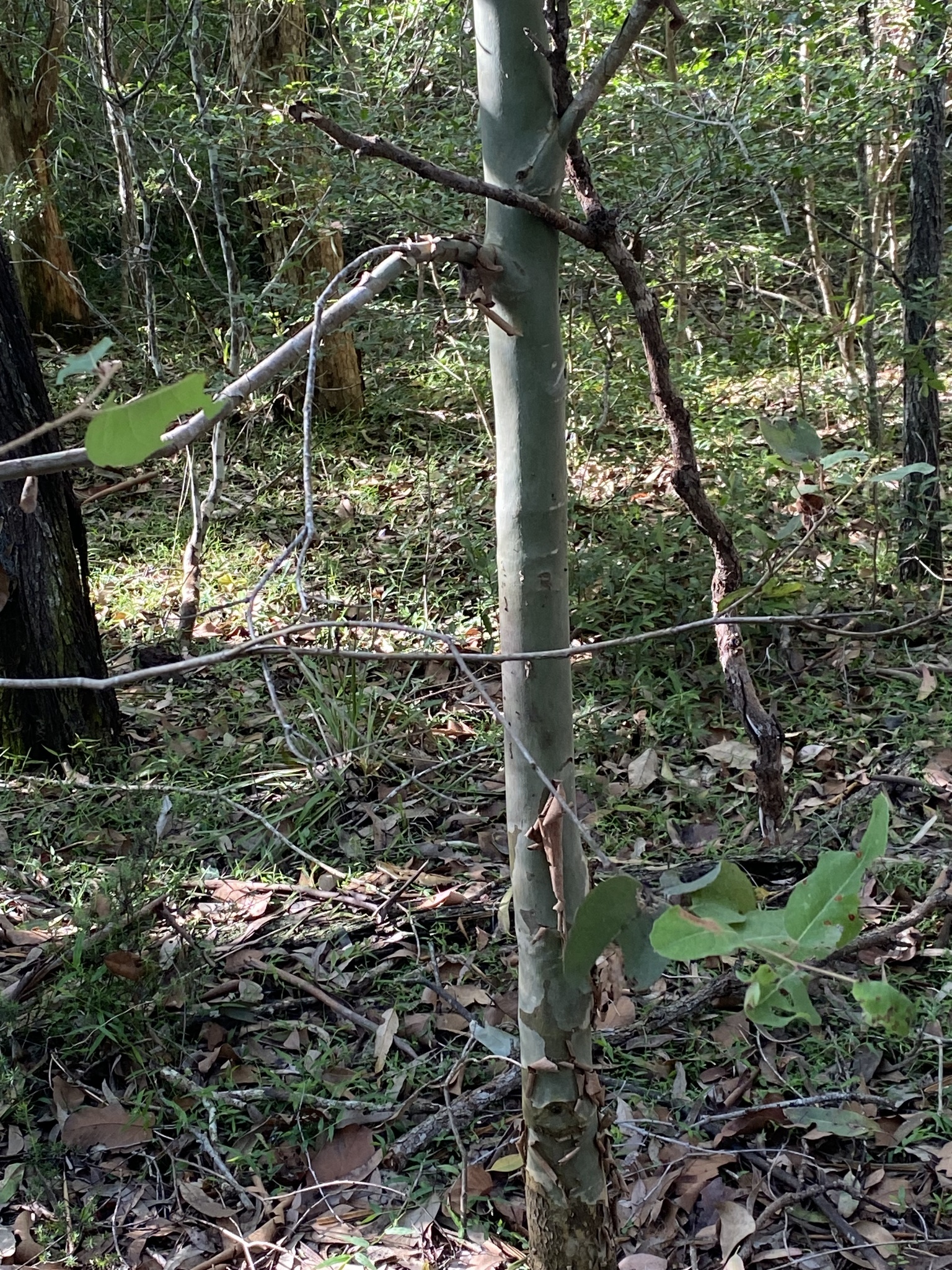 Imagem de Eucalipto-de-corymbia