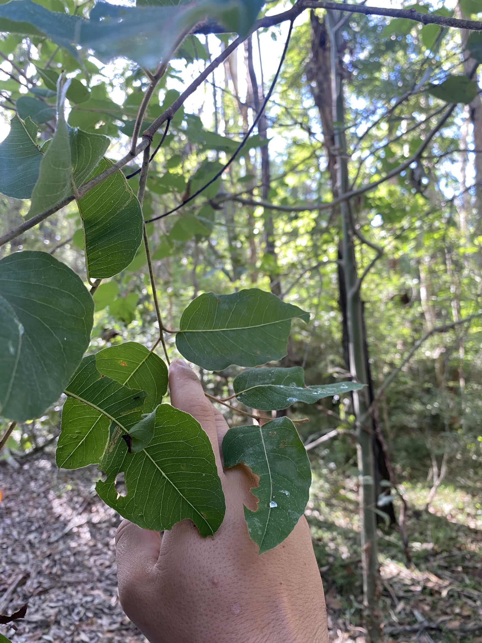Imagem de Eucalipto-de-corymbia