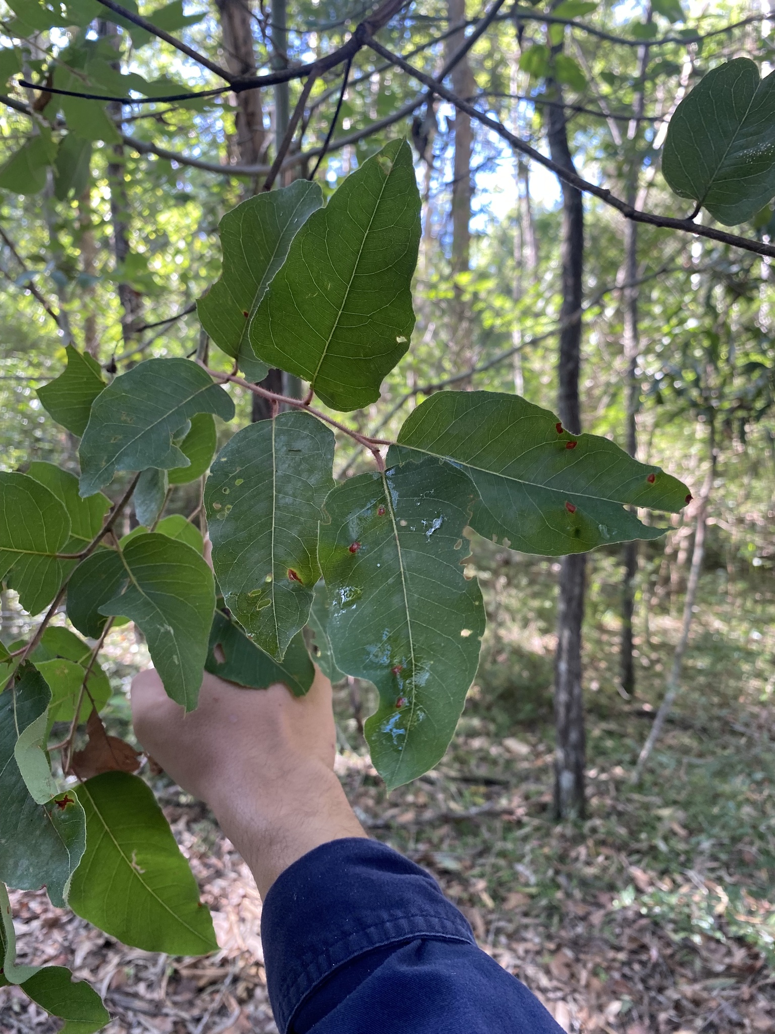 Imagem de Eucalipto-de-corymbia