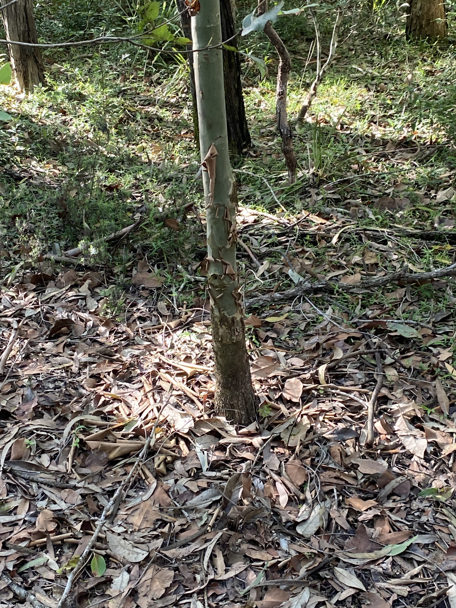 Imagem de Eucalipto-de-corymbia