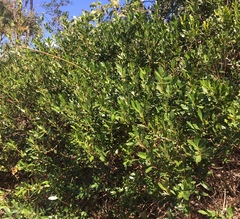 Alyxia spicata