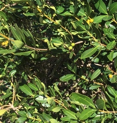 Alyxia spicata