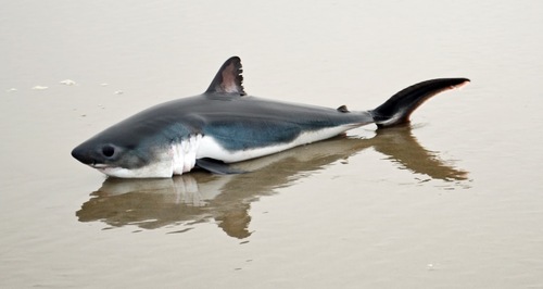 Salmon Shark photographed in Oregon